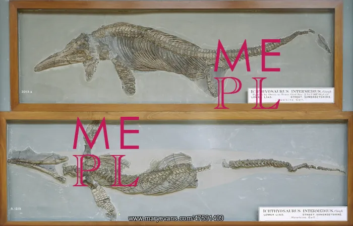 : Ichthyosaurus intermedius : Ichthyosaurus intermedius