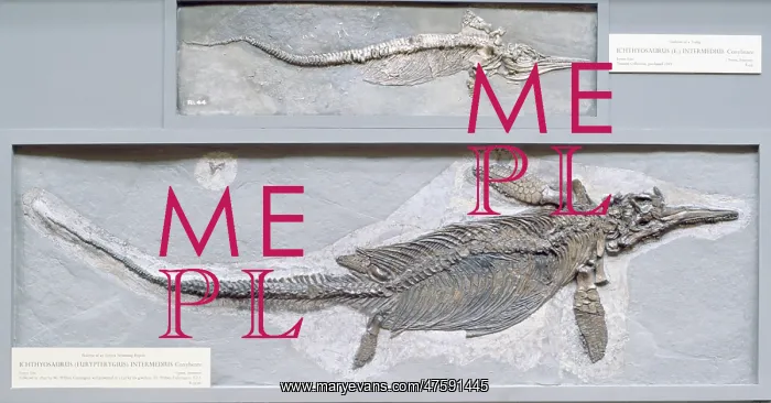 : Ichthyosaurus intermedius : Ichthyosaurus intermedius