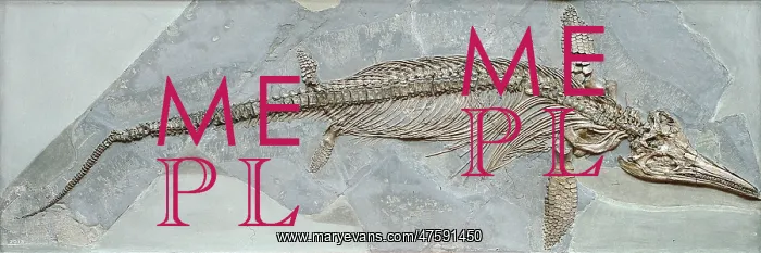 : Ichthyosaurus intermedius : Ichthyosaurus intermedius