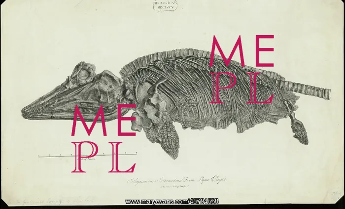 : Ichthyosaurus Intermedius from Lyme Regis : Ichthyosaurus Intermedius from Lyme Regis