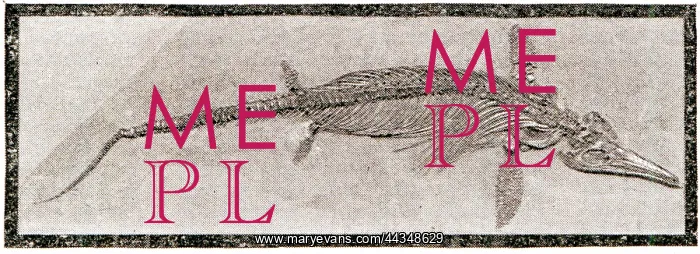  : Ichthyosaurus Marine reptile (Fossil)
