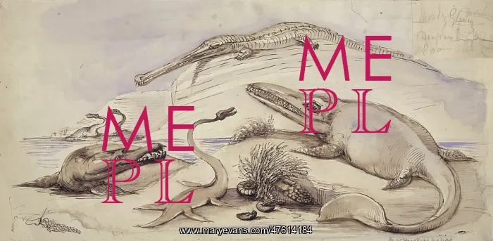 : Ichthyosaurus, Plesiosaurus, Stenosaurus and another marine : Ichthyosaurus, Plesiosaurus, Stenosaurus and another marine