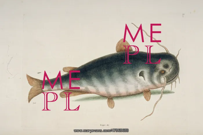 : Ictalurus punctatus, river catfish : Ictalurus punctatus, river catfish