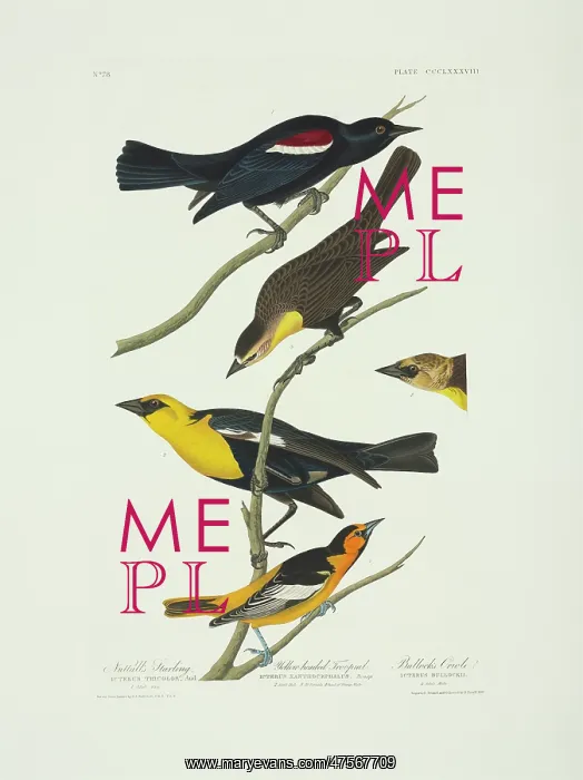 : Icterus bullockii, xanthocephalus xanthocephalus, Agelaius t : Icterus bullockii, xanthocephalus xanthocephalus, Agelaius t