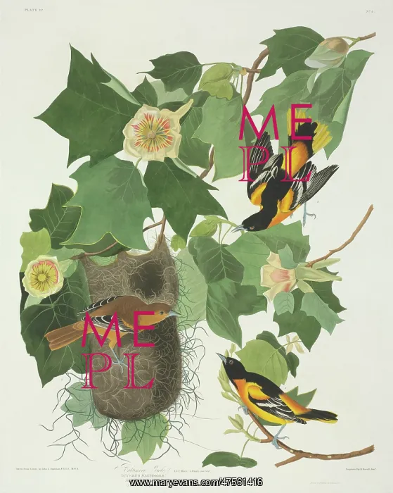 : Icterus galbula, Baltimore oriole : Icterus galbula, Baltimore oriole