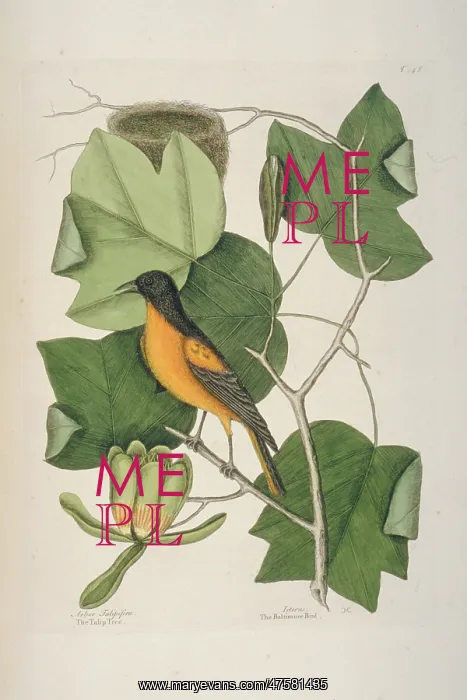 : Icterus galbula, Baltimore oriole : Icterus galbula, Baltimore oriole