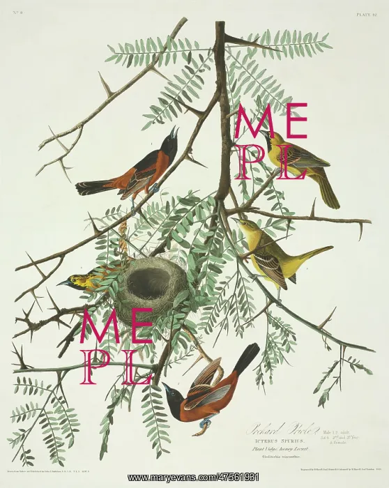 : Icterus spurius, orchard oriole : Icterus spurius, orchard oriole