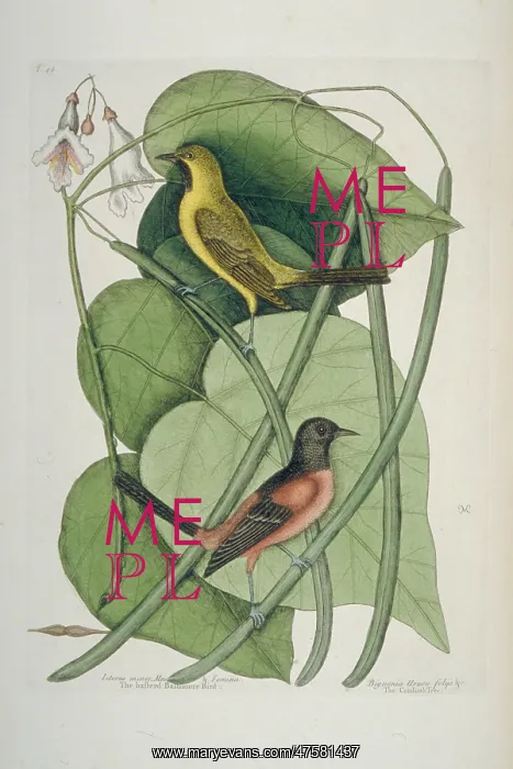: Icterus spurius, orchard oriole : Icterus spurius, orchard oriole