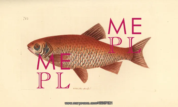 : Ide or orfe, Leuciscus idus : Ide or orfe, Leuciscus idus