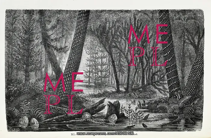 : Ideal view of a marshy forest of the Coal Period : Ideal view of a marshy forest of the Coal Period