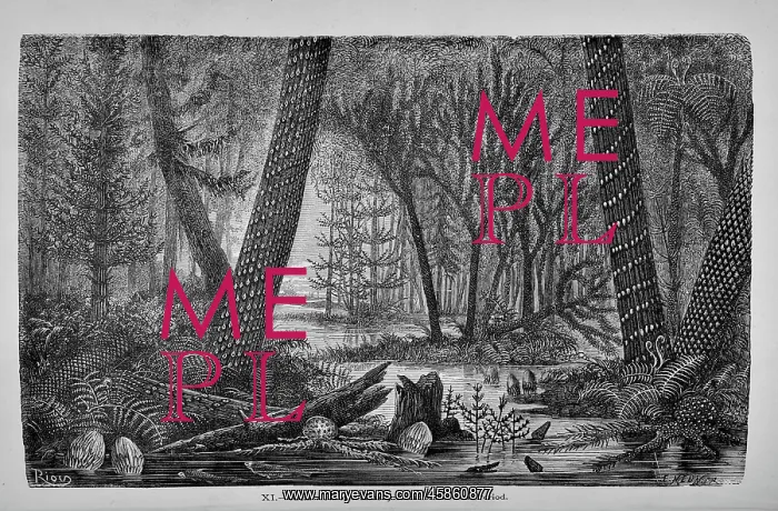 : Ideal view of a marshy forest of the Coal Period : Ideal view of a marshy forest of the Coal Period