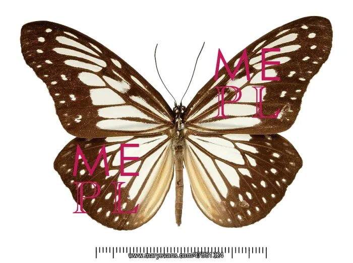 : Ideopsis juventa tawaya : Ideopsis juventa tawaya