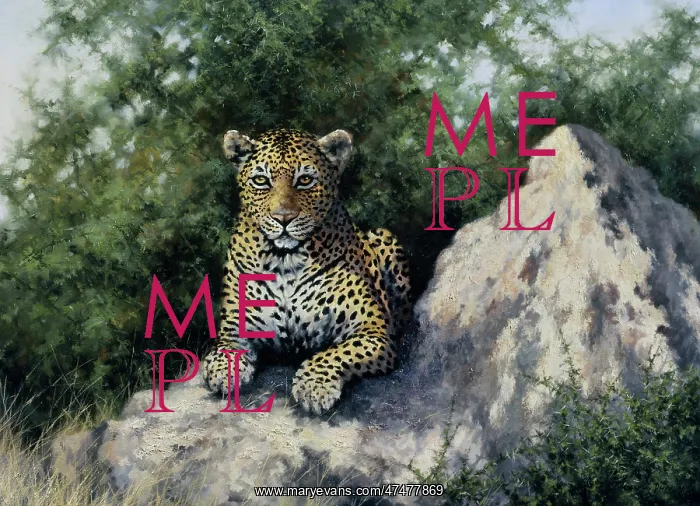: Idle Curiosity ' Leopard lying on rocks : Idle Curiosity ' Leopard lying on rocks