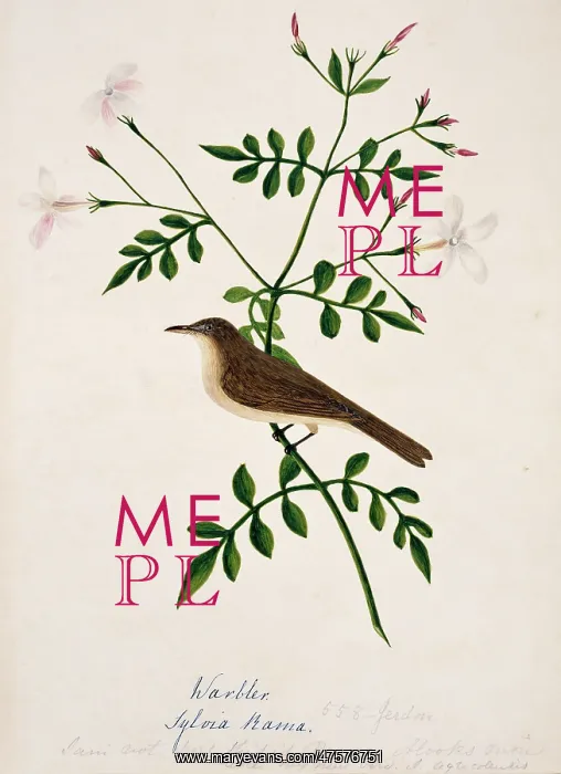 : Iduna rama, Sykes warbler : Iduna rama, Sykes warbler