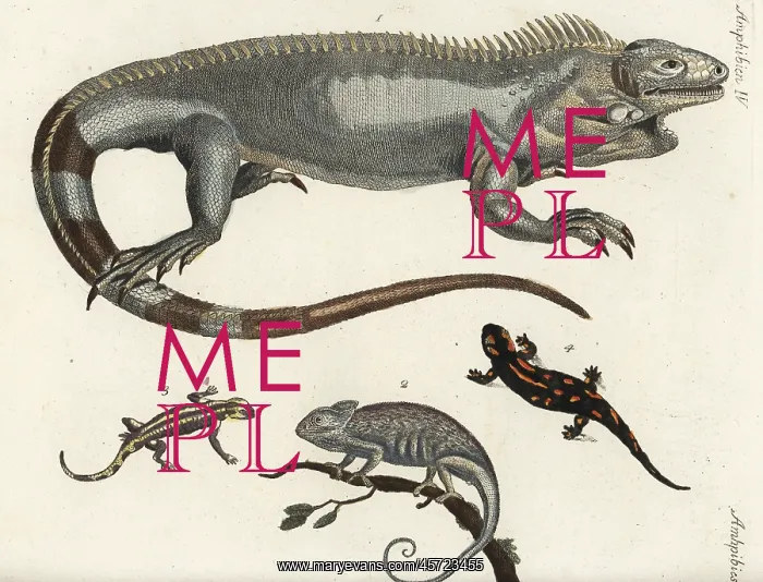 : Iguana, chameleon and fire salamanders : Iguana, chameleon and fire salamanders
