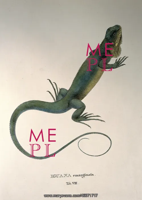 : iguana emarginata : iguana emarginata