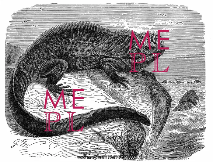 : Iguana, the great herbivorous sea lizard of the : Iguana, the great herbivorous sea lizard of the