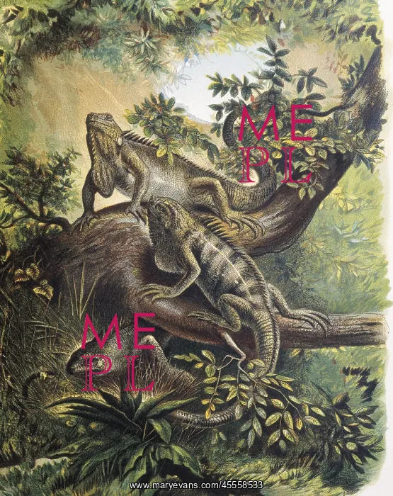  : Iguanas. Specie of lizard. Engraving after a