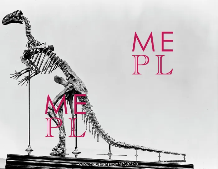 : Iguanodon. Shown here is the mounted skeleton of an Iguanodon on display : Iguanodon. Shown here is the mounted skeleton of an Iguanodon on display
