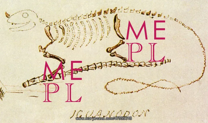 : Iguanodon. Gideon Algernon Mantell (1790-1852) founded the scientific study : Iguanodon. Gideon Algernon Mantell (1790-1852) founded the scientific study