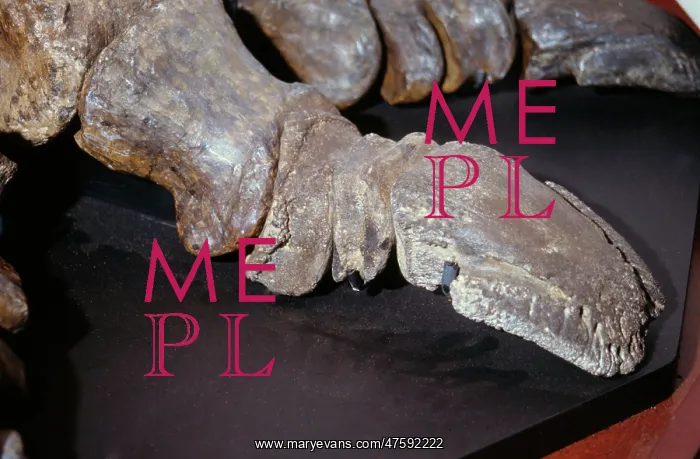 : Iguanodon arthritic toe : Iguanodon arthritic toe