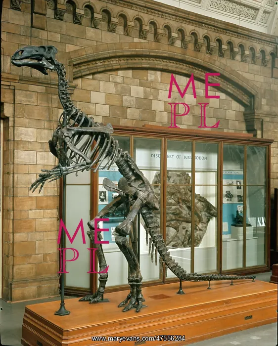 : Iguanodon atherfieldensis : Iguanodon atherfieldensis