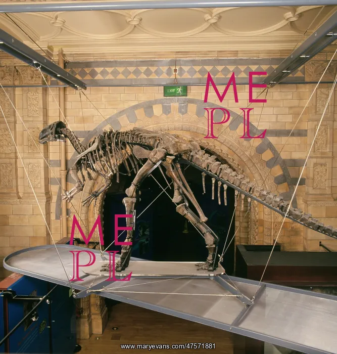 : Iguanodon atherfieldensis : Iguanodon atherfieldensis