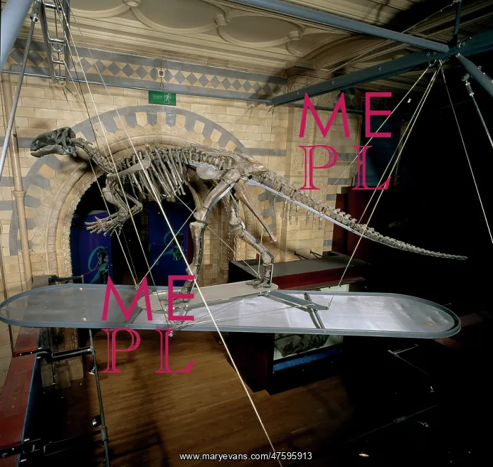 : Iguanodon atherfieldensis : Iguanodon atherfieldensis