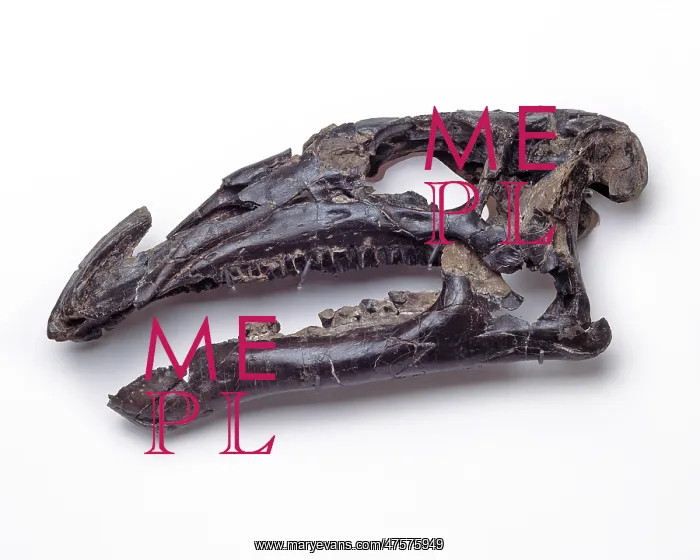 : Iguanodon atherfieldensis skull : Iguanodon atherfieldensis skull