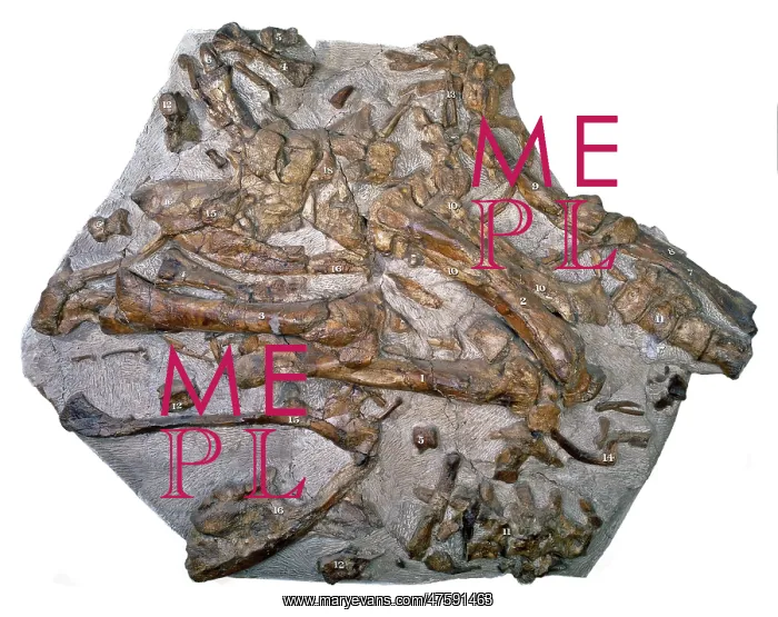 : Iguanodon bones : Iguanodon bones