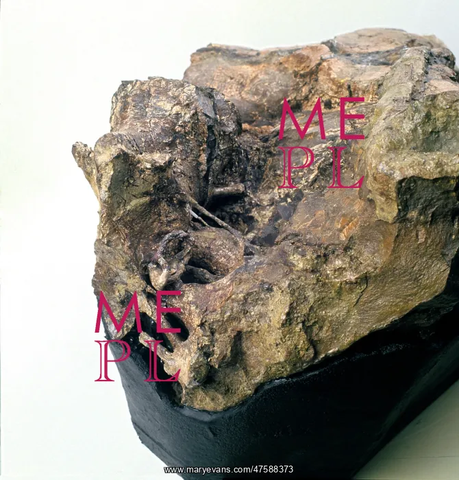 : Iguanodon brain : Iguanodon brain