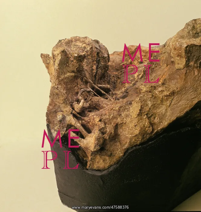 : Iguanodon brain : Iguanodon brain