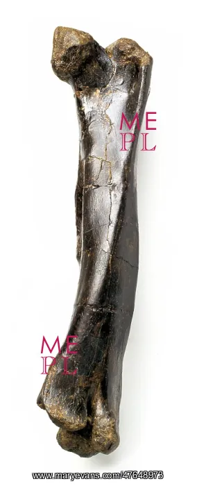 : Iguanodon femur : Iguanodon femur