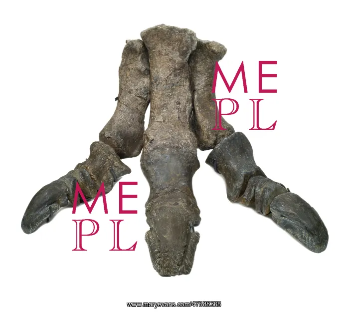 : Iguanodon foot : Iguanodon foot