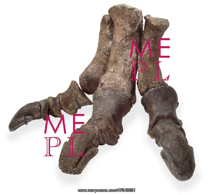 : Iguanodon foot : Iguanodon foot