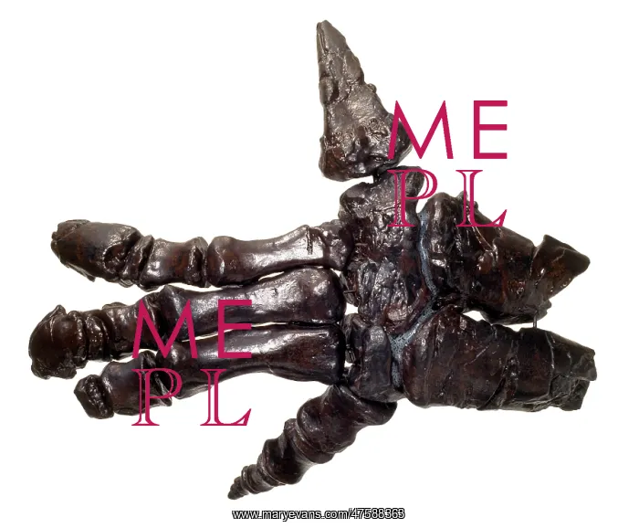 : Iguanodon hand : Iguanodon hand
