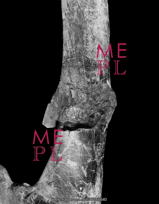 : Iguanodon ischium : Iguanodon ischium
