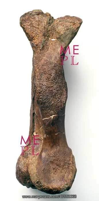 : Iguanodon metatarsal : Iguanodon metatarsal