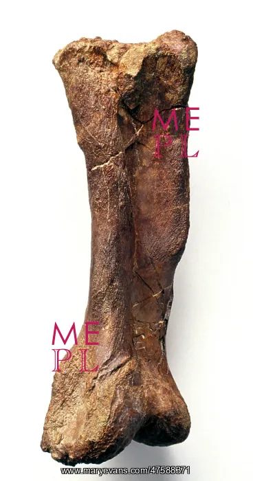 : Iguanodon metatarsal