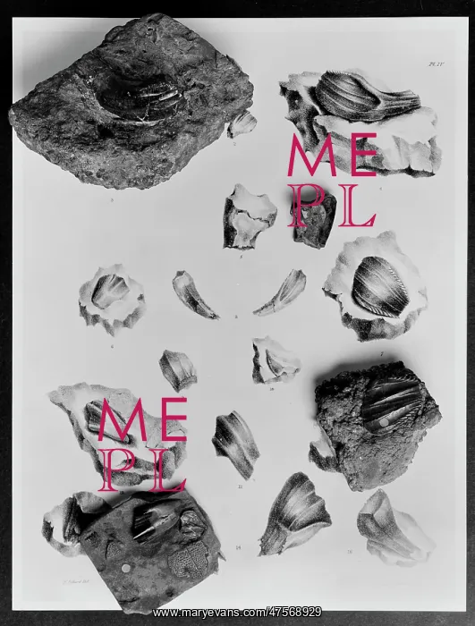 : Iguanodon teeth : Iguanodon teeth