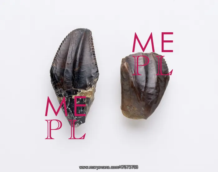 : Iguanodon teeth : Iguanodon teeth