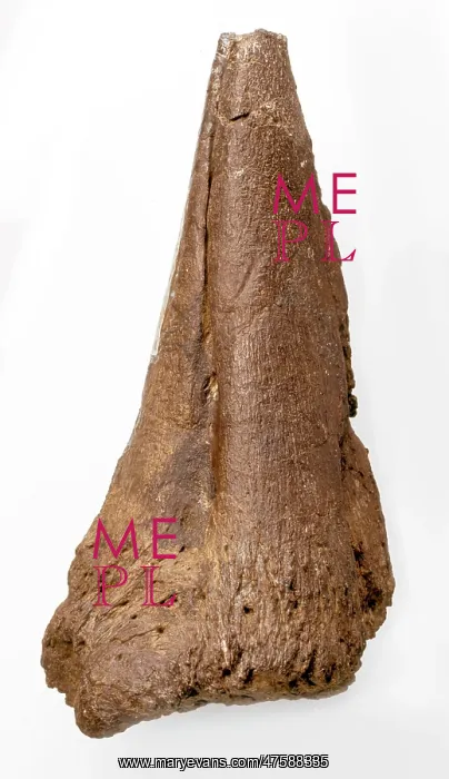  : Iguanodon thumb spike