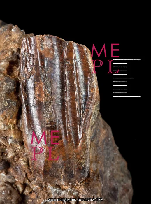: Iguanodon tooth : Iguanodon tooth