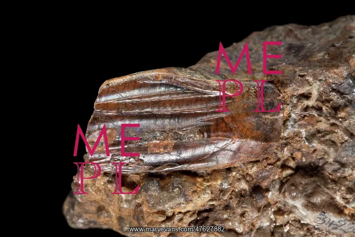 : Iguanodon tooth : Iguanodon tooth