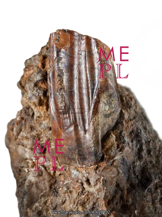: Iguanodon tooth : Iguanodon tooth