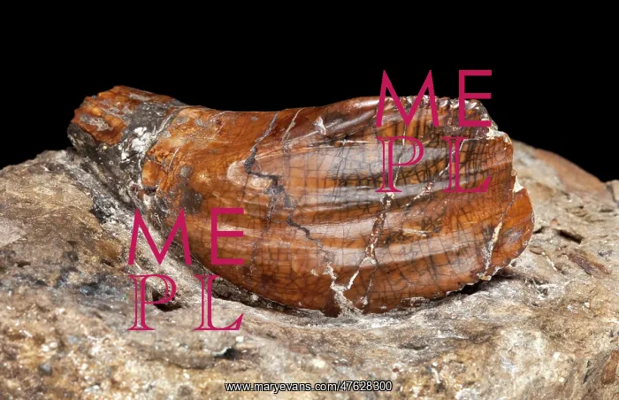  : Iguanodon tooth