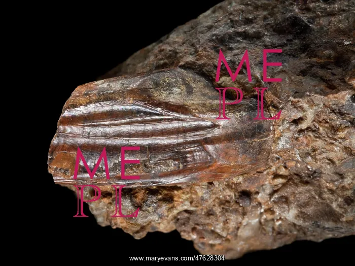 : Iguanodon tooth : Iguanodon tooth