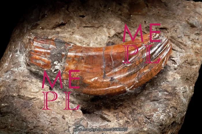 : Iguanodon tooth : Iguanodon tooth