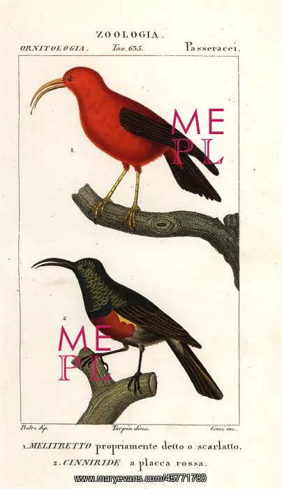 : Iiwi and greater double-collared sunbird : Iiwi and greater double-collared sunbird