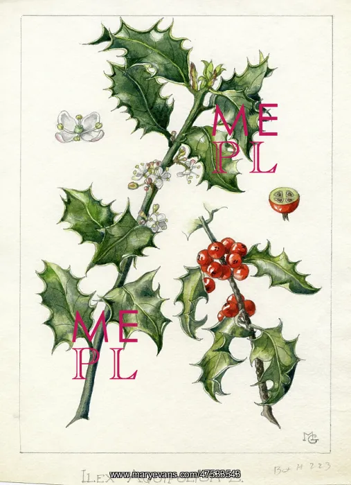 : Ilex aquifolium - common holly : Ilex aquifolium - common holly